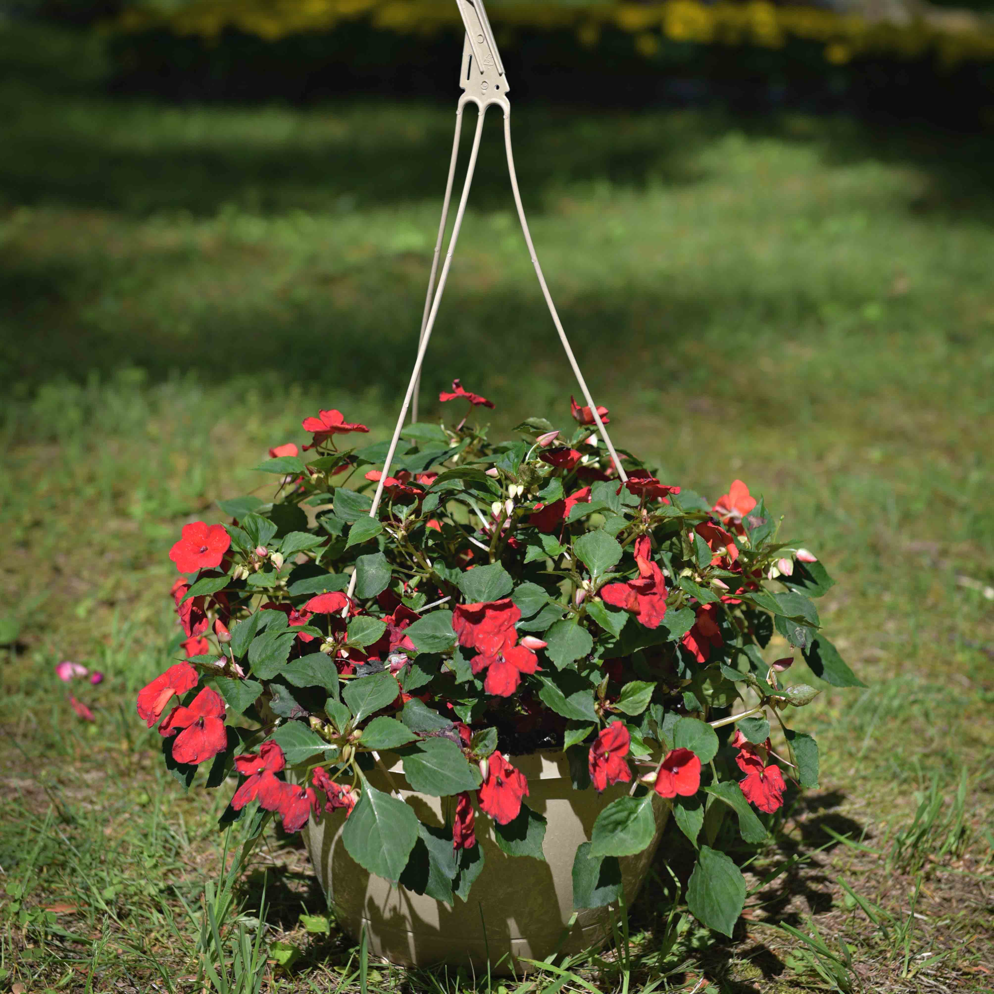 Impatiens Hanging Basket, Bright mix