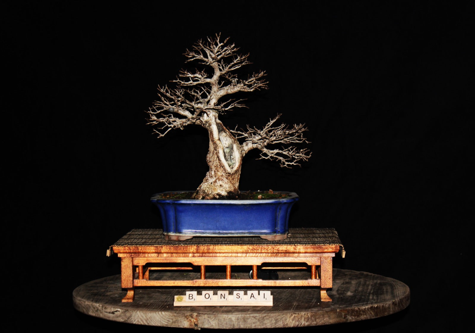 Bonsái Olmo Ulmus minor, 12 años de cultivo, 40 cm
