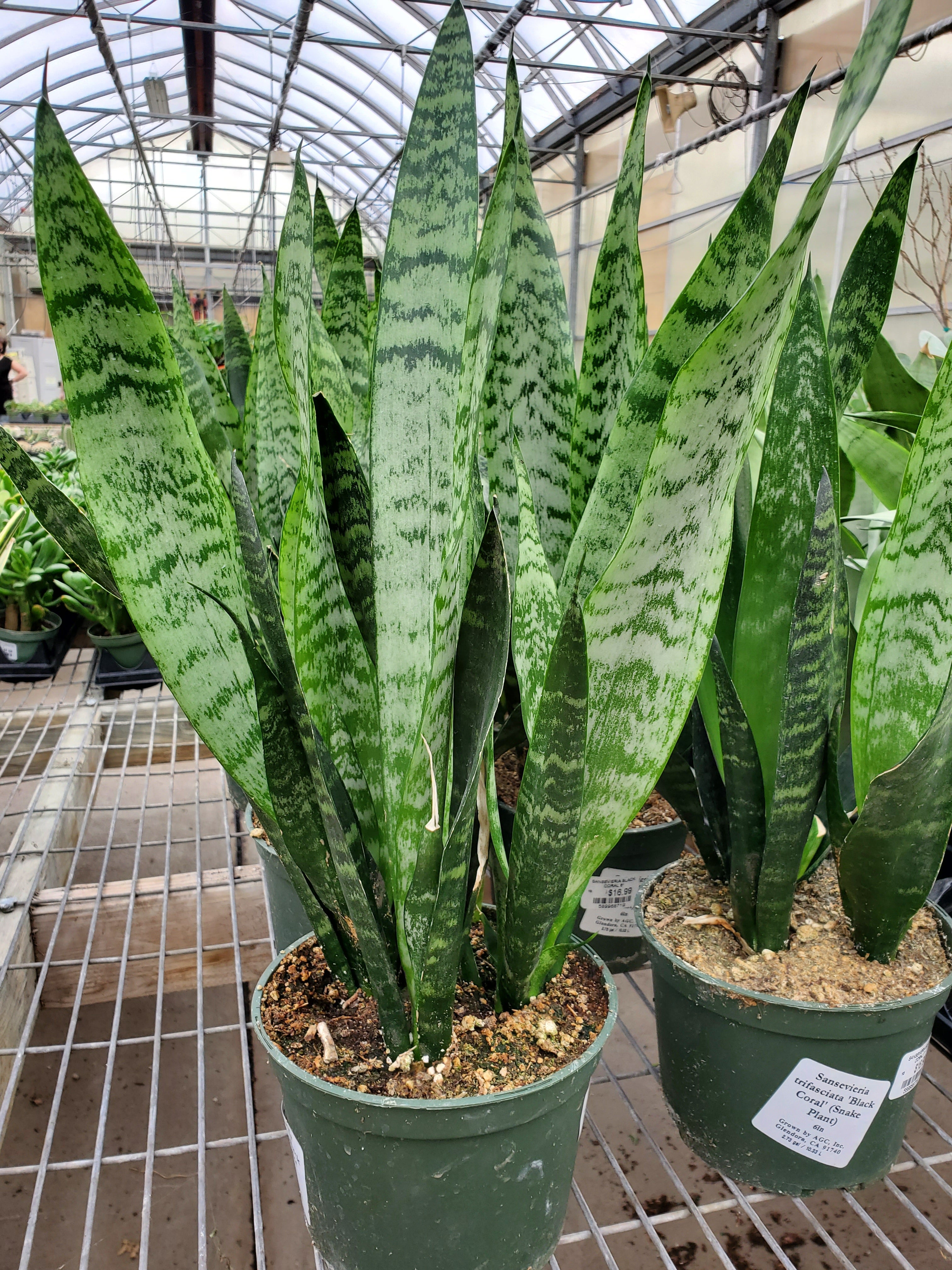 Snake Plant 'Black Coral'
