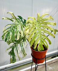 Monstera Full Mint deliciosa borsigiana Variegata "Big Plant"