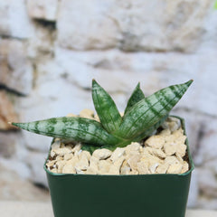 Small African Spear Plant (Sansevieria cylindrica) with pointed striped leaves in a green pot, surrounded by light rocks, on stone background.