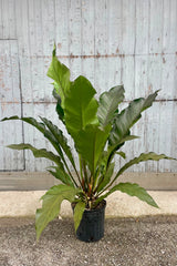 Photograph of an Anthurium plant in a black pot against a gray wall. The Anthurium is 'Big Red Bird' and has very long dark green leaves held upware from a central growing point. ©Sprout Home