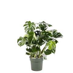 Monstera Deliciosa