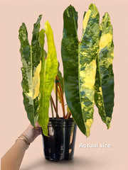 Philodendron Billietaie highly variegated