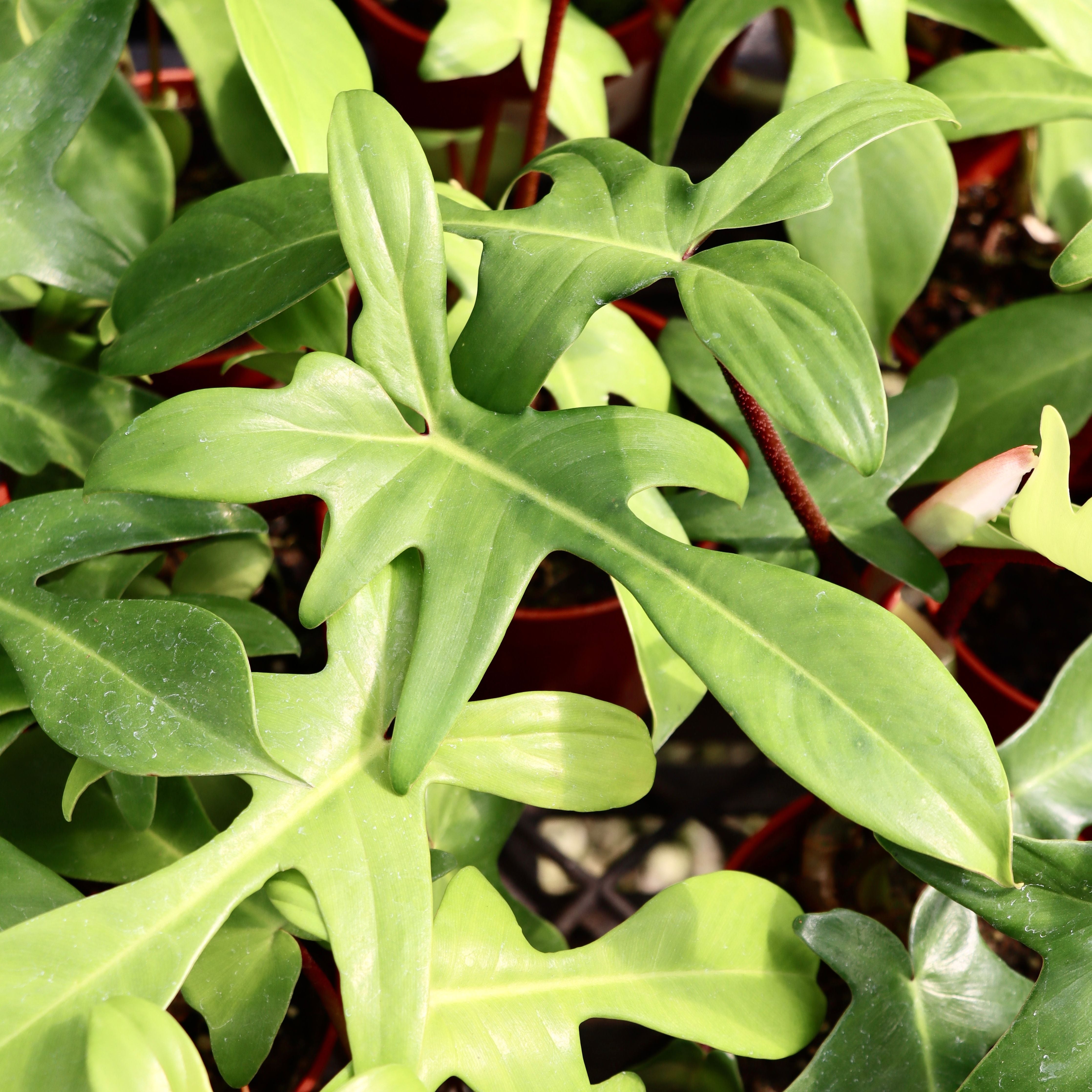 Philodendron pedatum x squamiferum 'Florida Beauty'