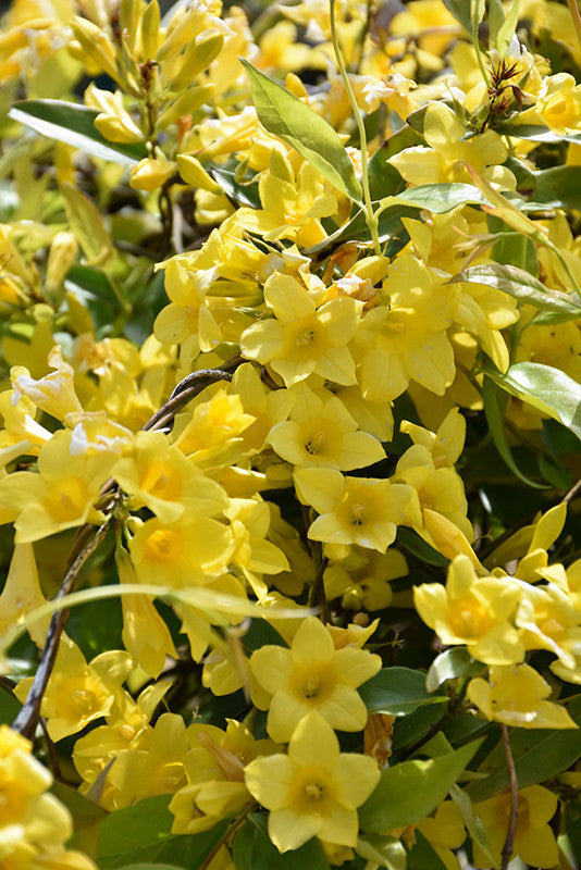 Carolina Yellow Jessamine