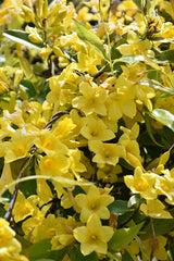 Carolina Yellow Jessamine