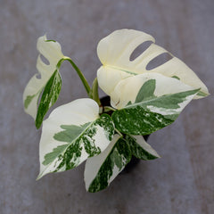 Monstera Variegata - Snow White - we pick your plant