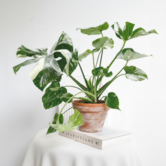 buy monstera 'thai constellation' live houseplant 2" pot online, creamy-white speckled variegation on deep green fenestrated leaves, slow-growing upright vining tropical aroid, stable constellation-like leaf pattern, bright indirect light care, perfect celestial statement plant, an exotic collector gift for plant lovers