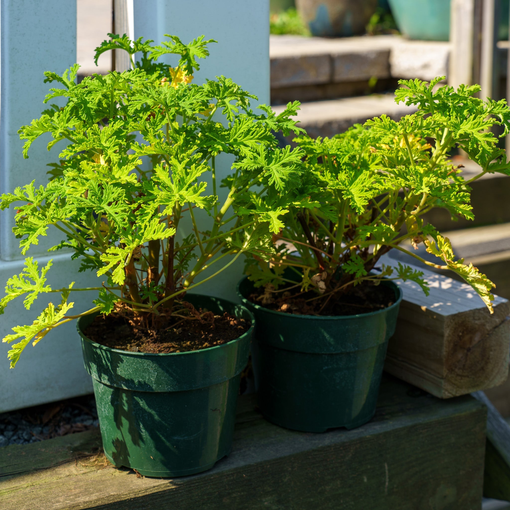 Citronella Scented Geranium