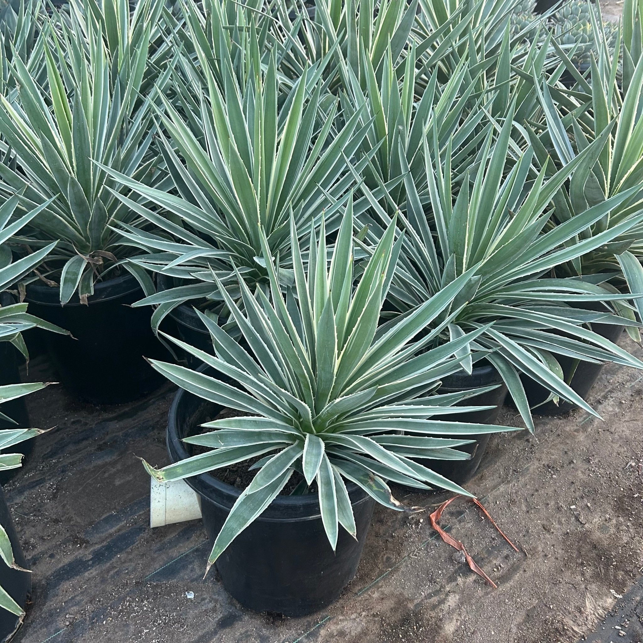 15 gallon Narrow Leaf Agave (Agave angustifolia) in nursery pot — Phoenix, AZ