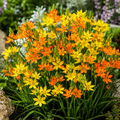 Ornithogalum blooms in orange and yellow shades
