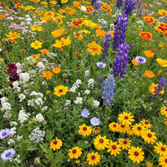 Pacific Northwest Mix Bulk Wildflower Seeds, 1lb - Ferry - Morse