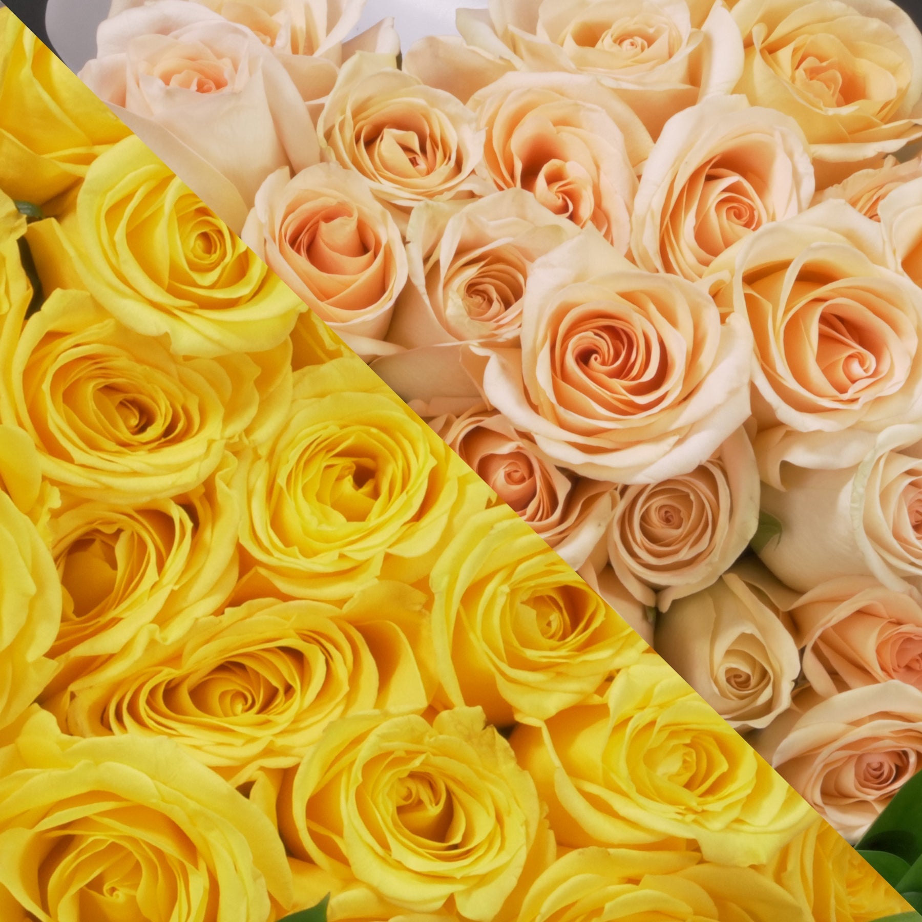 Yellow & Peach Roses