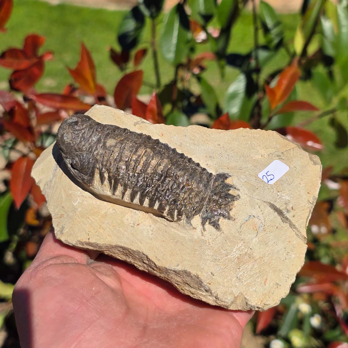 Echter Trilobit auf Muttergestein - Fossil aus Marokko – ca. 350 Mio. J., handpräpariert 13x9x5cm Nr. 25.