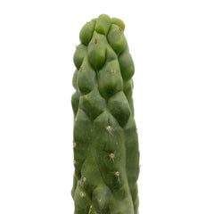 Trichocereus Pachanoi Monstrose | TPM | Monstrose San Pedro Cactus - Small Cutting (8-12 inch) - San Pedro Source