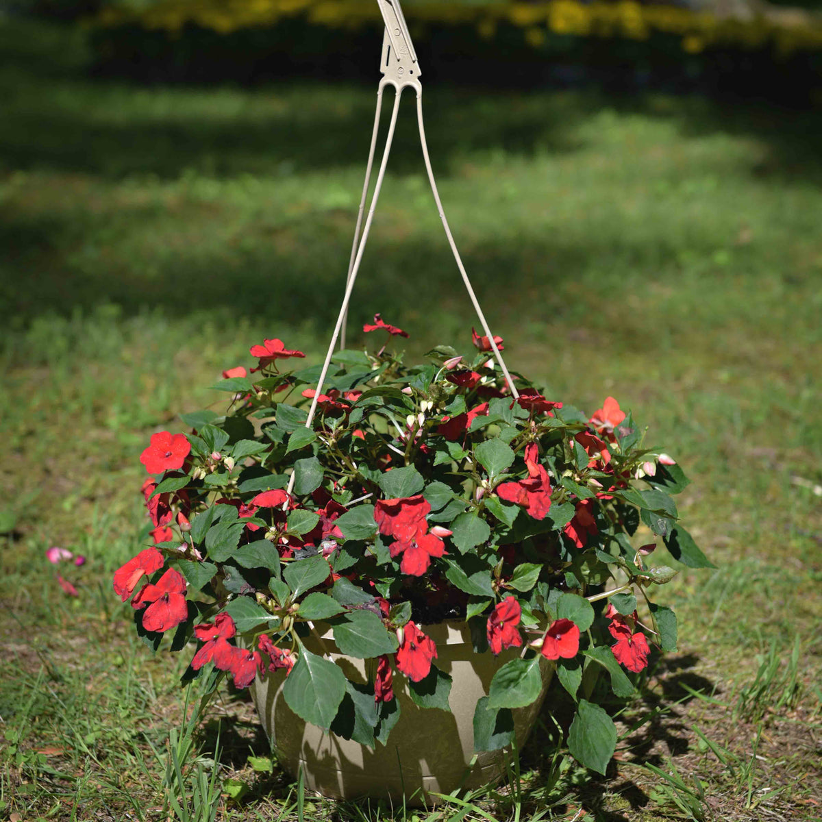Impatiens Hanging Basket,  Bright mix