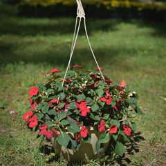 Impatiens Hanging Basket,  Bright mix
