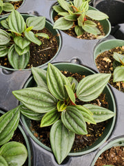 Peperomia caperata 'Rosso'