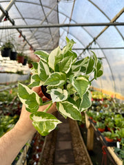 Healthy 4-inch Pothos Pearls and Jade plant from Canopy Plant Co. with variegated green and white leaves on a lush vine.