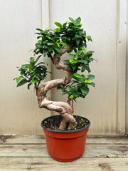 Ficus Retusa Bonsai 'S shape'