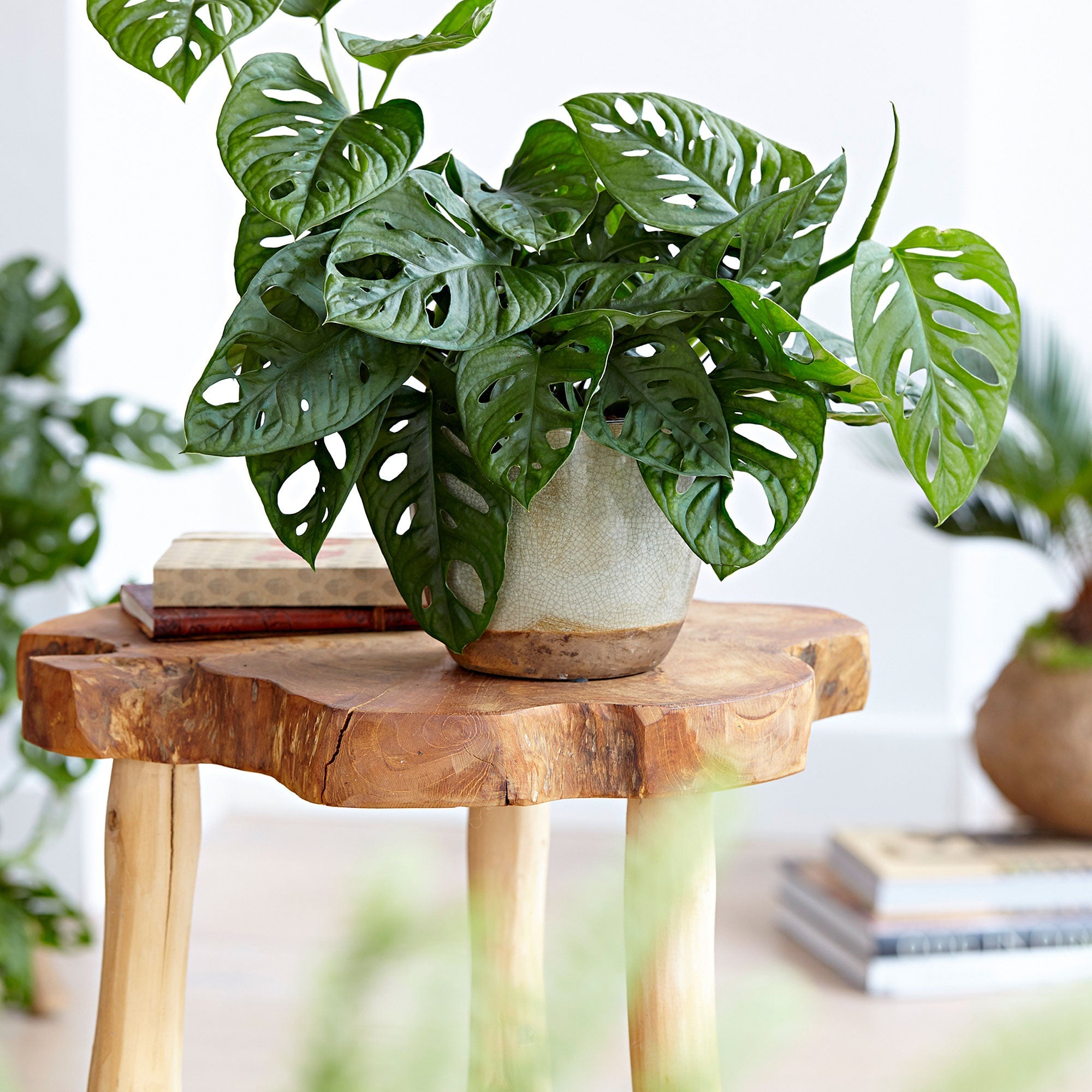 Fensterblatt Monstera 'Monkey Leaf' - Hängepflanze