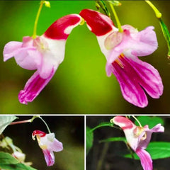 Rare Exotic Parrot Flower Seeds ~ Impatiens Psittacina ~ Usual Flowers ~ Exotic Flower ~ Bird Lovers ~ Flowers ~ Indoor Plant