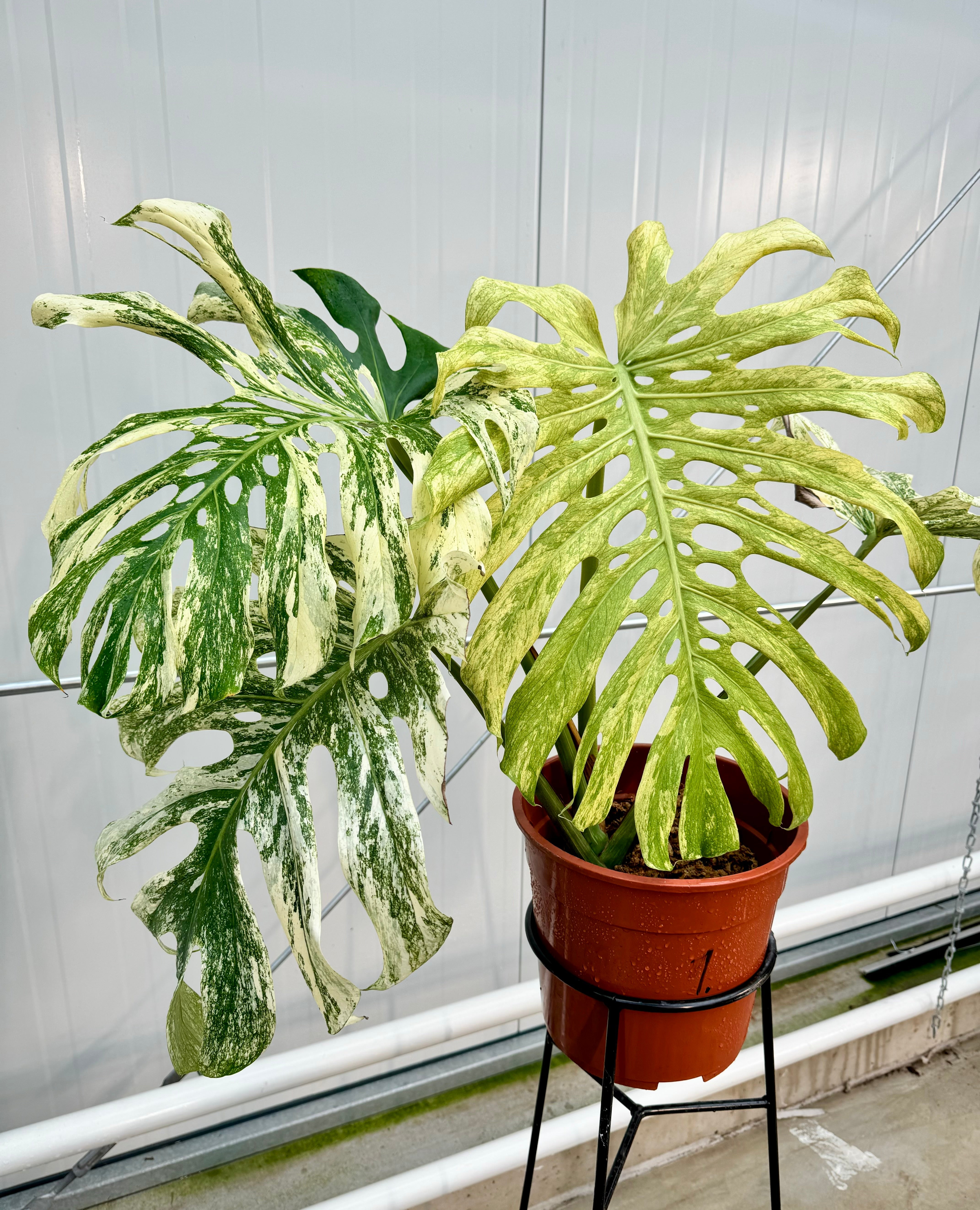Monstera Full Mint deliciosa borsigiana Variegata "Big Plant"