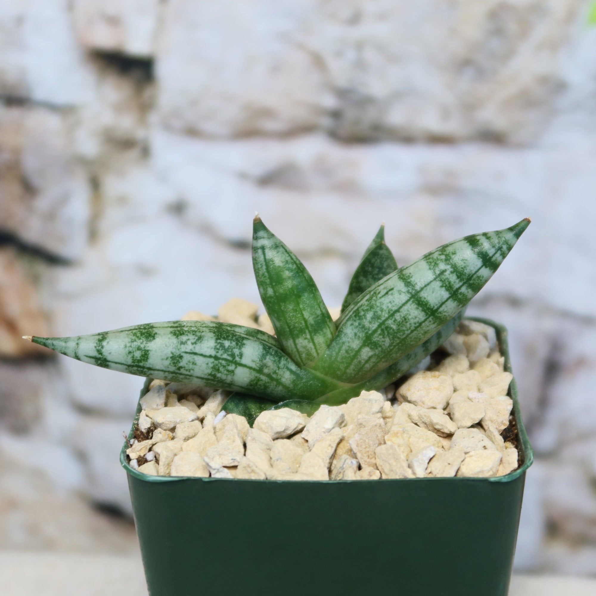 Small African Spear Plant (Sansevieria cylindrica) with pointed striped leaves in a green pot, surrounded by light rocks, on stone background.