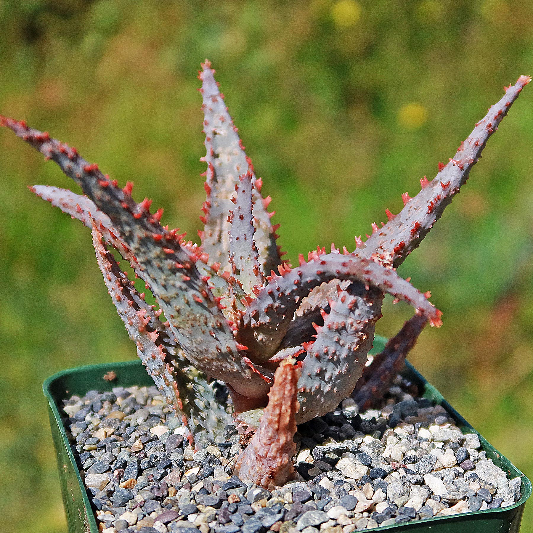 Close-up of the Purple People Eater Aloe, a spiky succulent with jagged reddish-purple leaves in a rock-filled pot outdoors.