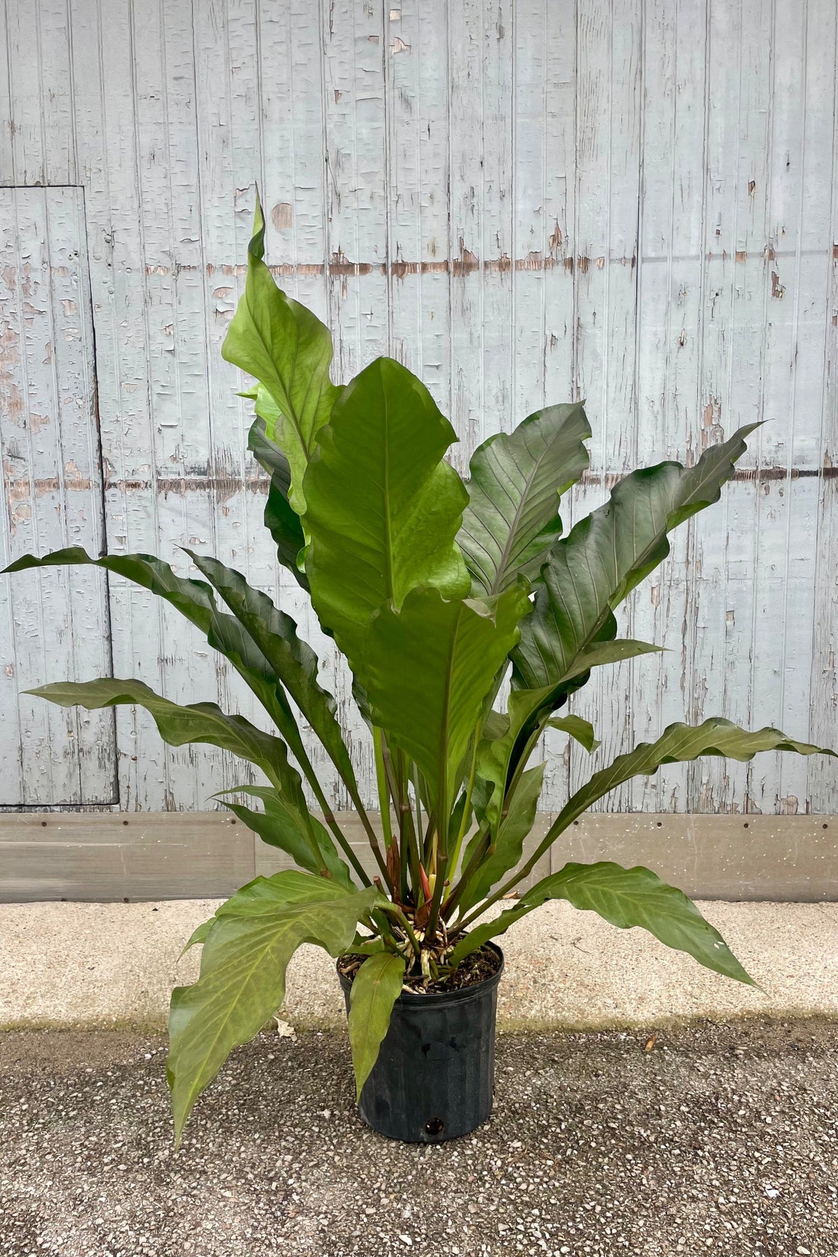 Photograph of an Anthurium plant in a black pot against a gray wall. The Anthurium is 'Big Red Bird' and has very long dark green leaves held upware from a central growing point. ©Sprout Home