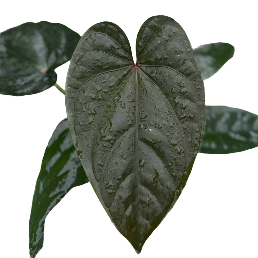 Anthurium dressleri x Red Vein Dark Phoenix hybrid with dark glossy heart-shaped leaves and pale veins.