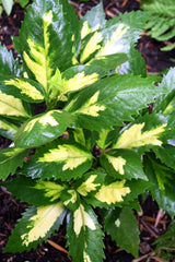 Image of Aucuba japonica 'Shugetsu'  taken at Juniper Level Botanic Gdn, NC