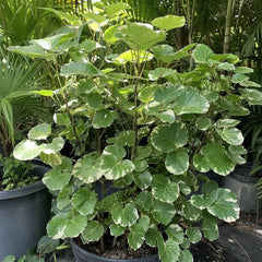 Aralia Balfouriana, Polyscias Balfour Variegated