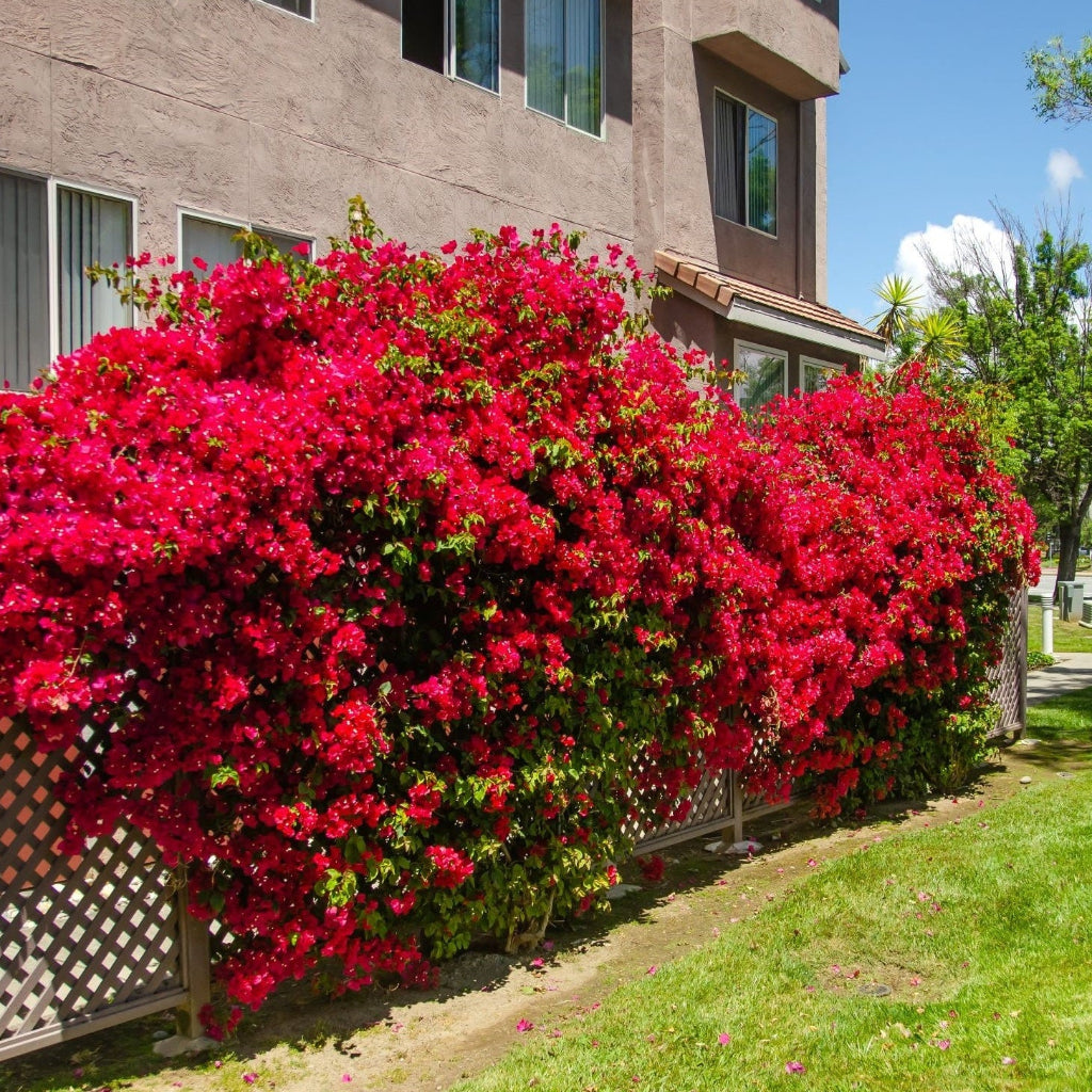 Mature Bougainvillea Red Flower Bush Form, Barbara Karst Flowering Tree with a dense canopy of vibrant red flowers growing along a white lattice fence, showing full grown landscape appearance ideal for vibrant property borders and outdoor landscapes.