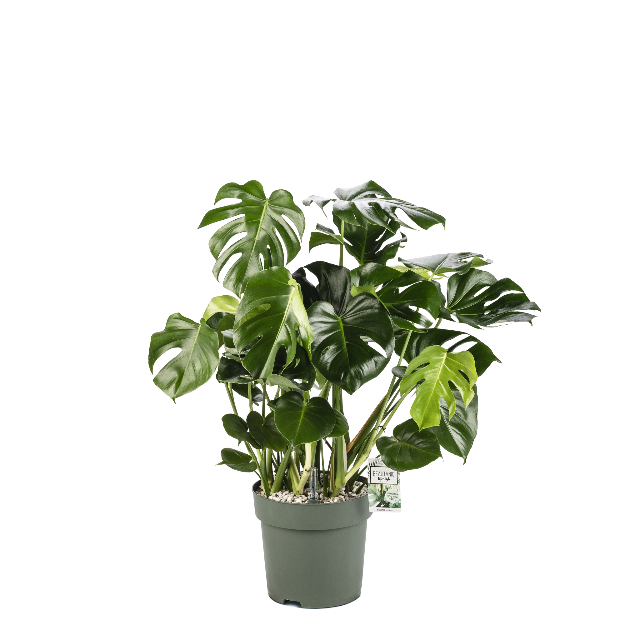 Monstera Deliciosa