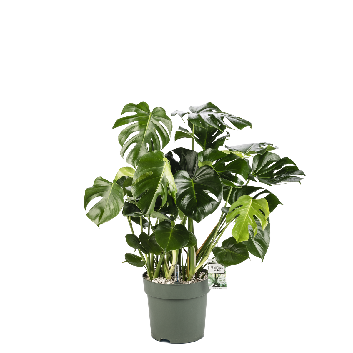 Monstera Deliciosa