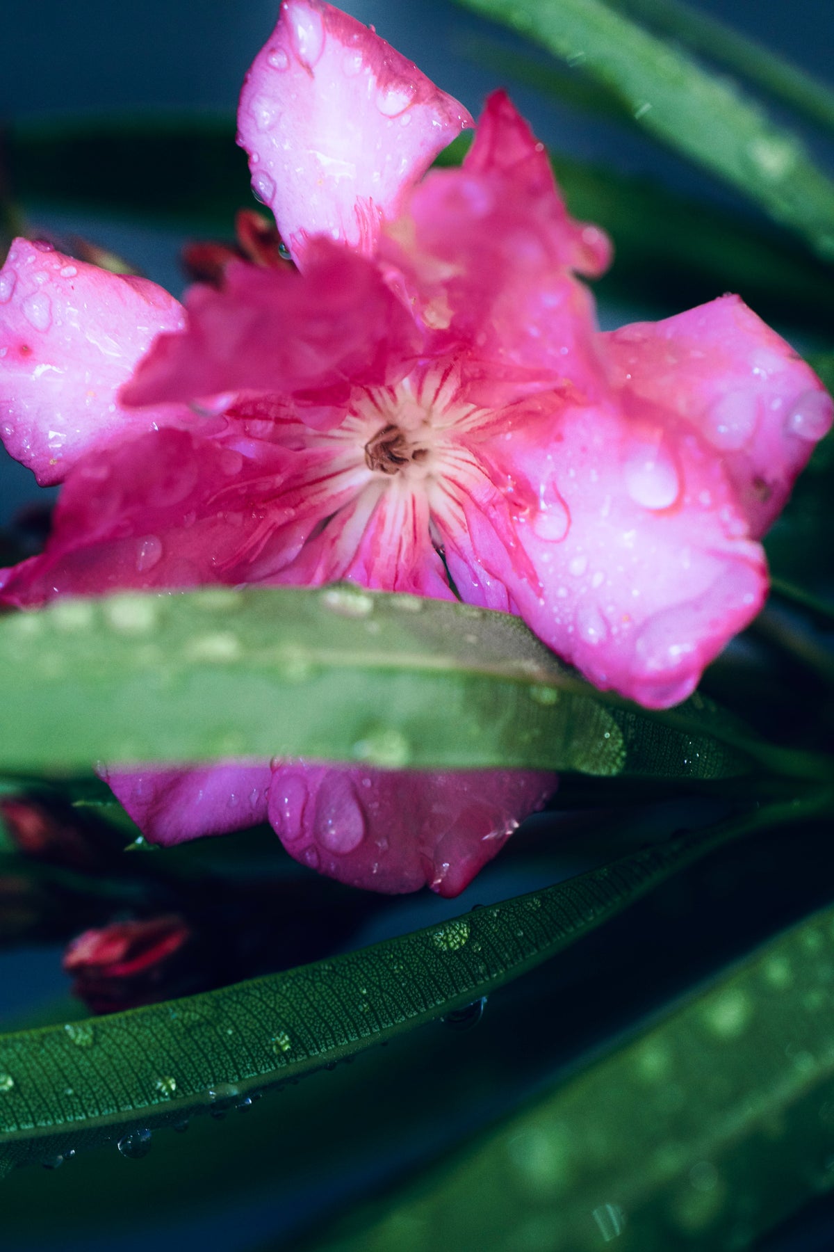 Nerium oleander 'Double Pink', double rose-pink oleander flowers against dark green leaves