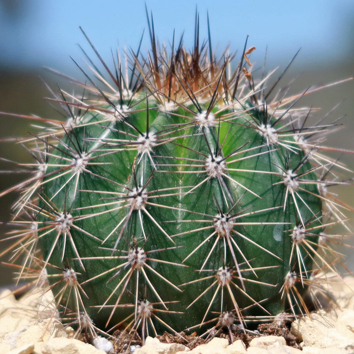 The Saguaro Cactus, Carnegiea gigantea, displays its signature sharp thorns and upright green stems.