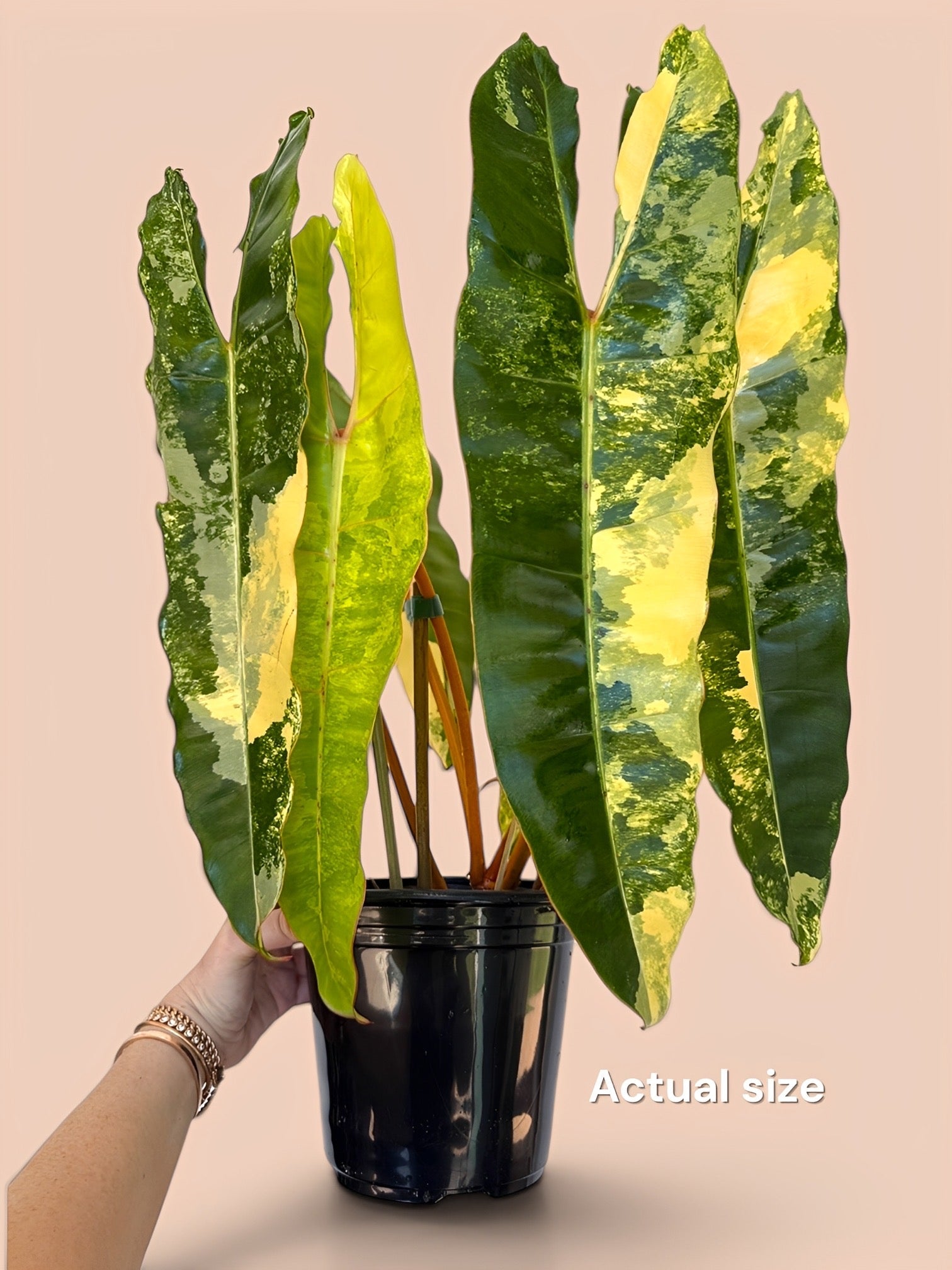 Philodendron Billietaie highly variegated