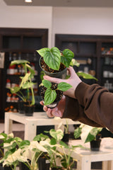 Philodendron Plowmanii