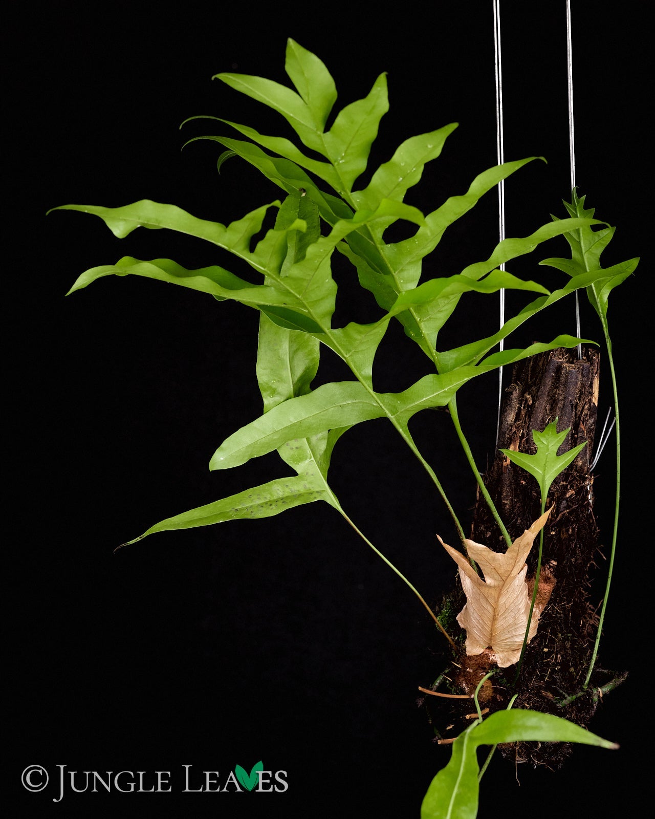 Drynaria quercifolia (Eichenblatt-Korbfarn)