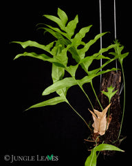 Drynaria quercifolia (Eichenblatt-Korbfarn)