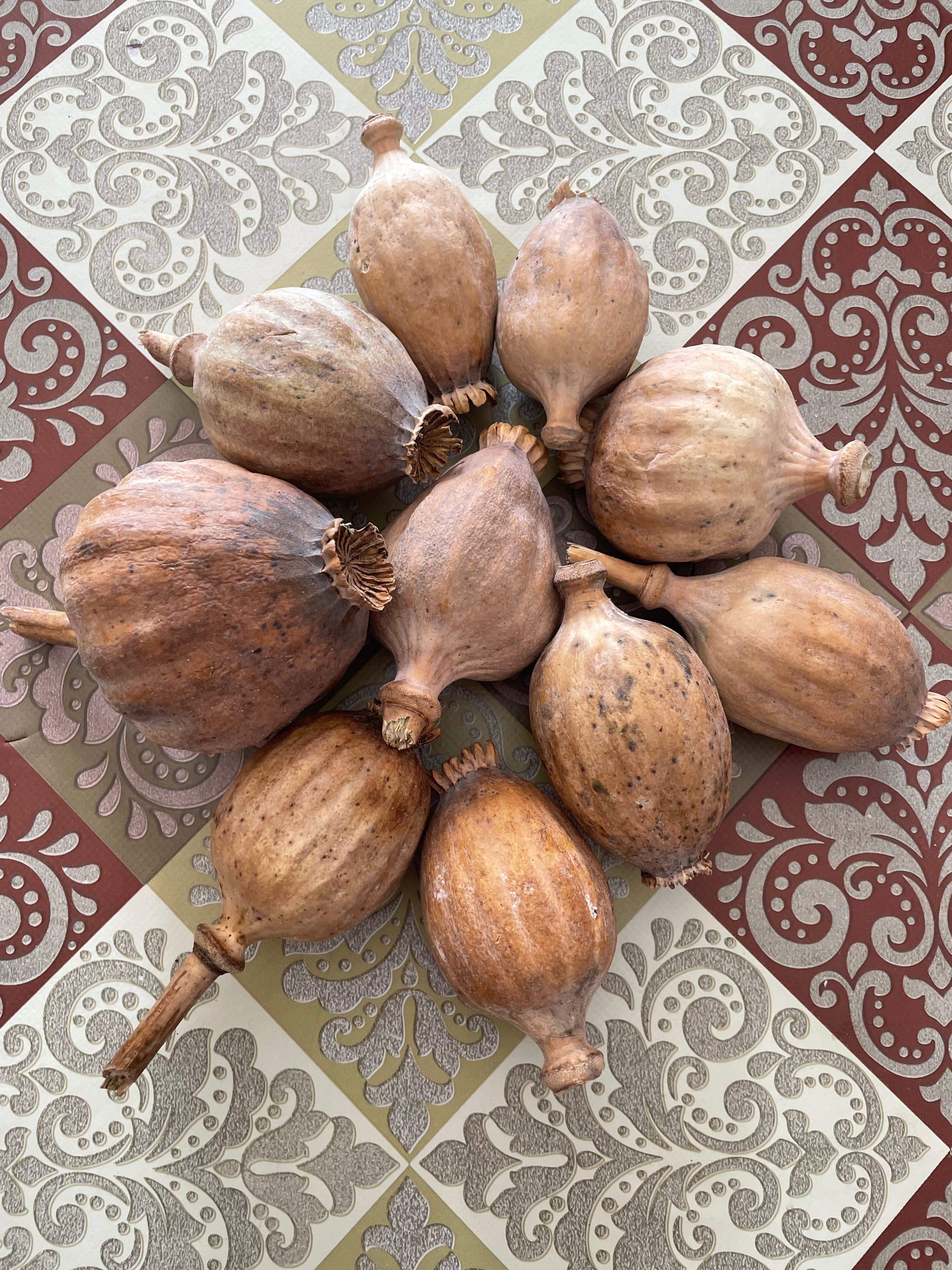 Poppy pods
