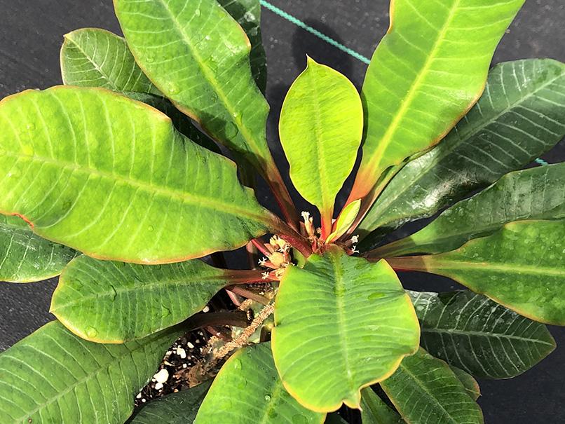 Euphorbia leuconeura