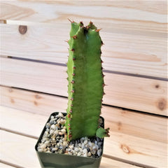 Euphorbia resinifera, a tall green cactus with red-tipped spines in a black square pot with pebbles on a light wooden background.