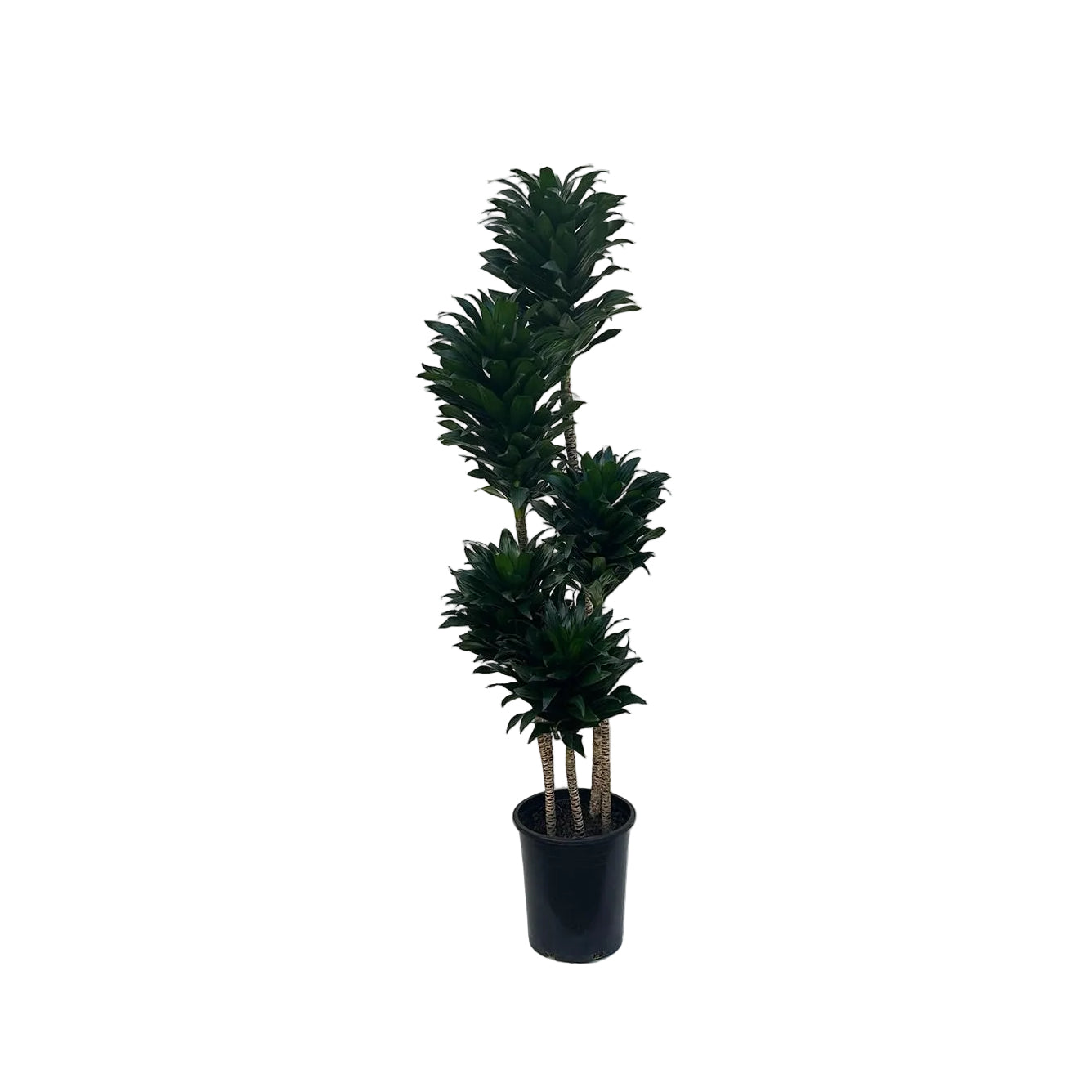 Dracaena fragrans 'Compacta'