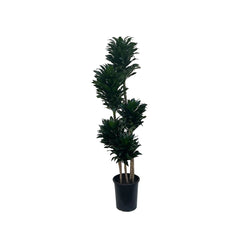 Dracaena fragrans 'Compacta'