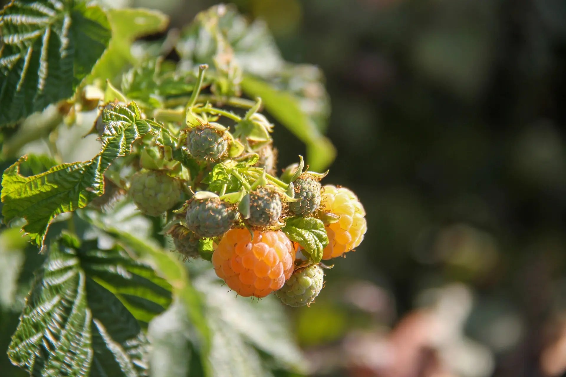 Organic Golden queen Raspberry 3.5cm plug - plant for Growers