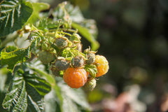 Organic Golden queen Raspberry 3.5cm plug - plant for Growers
